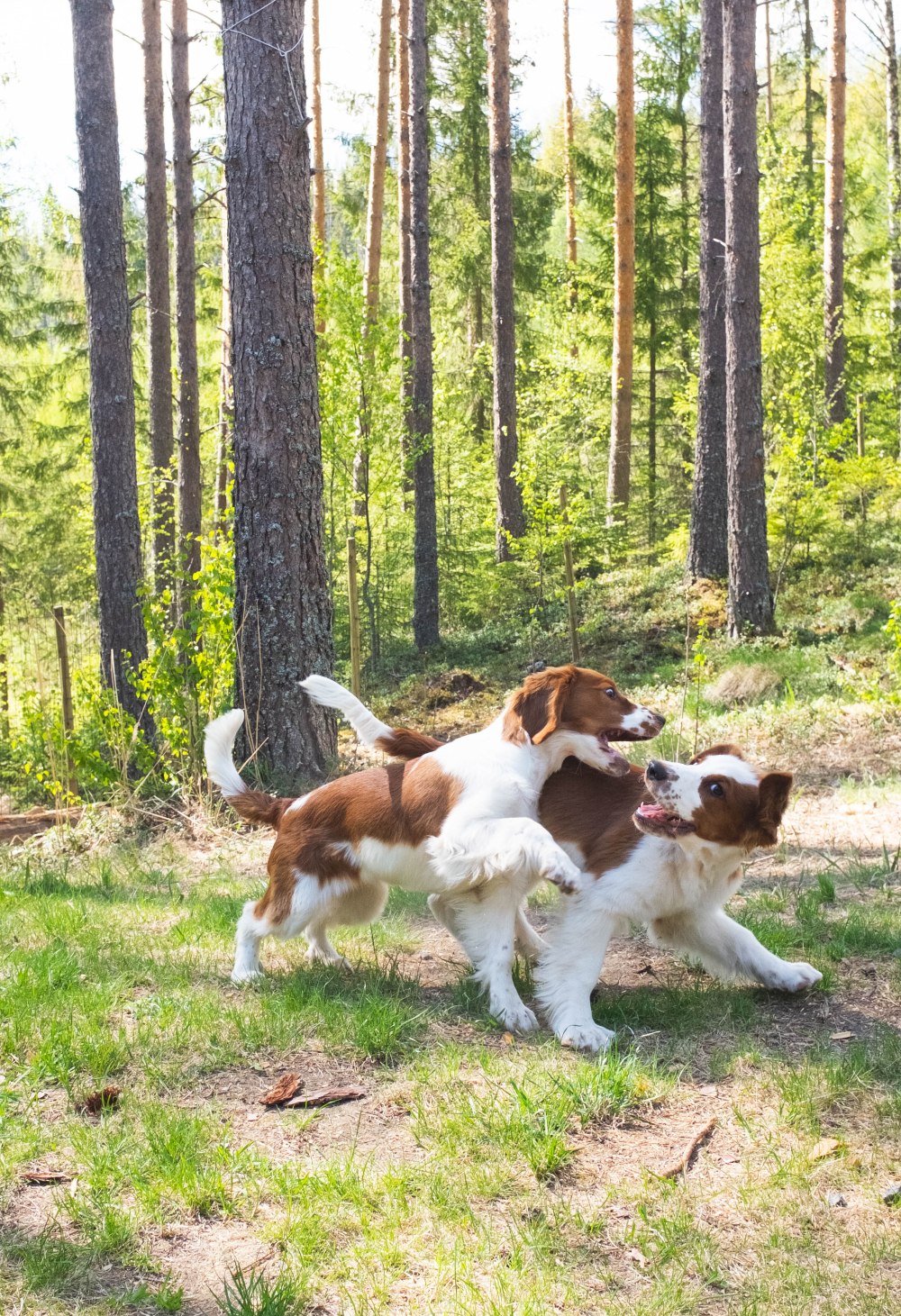 ullaseppo_01