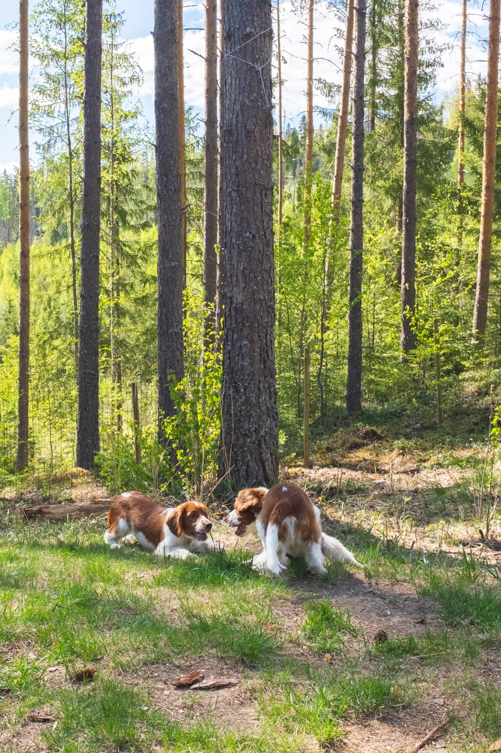ullaseppo_02