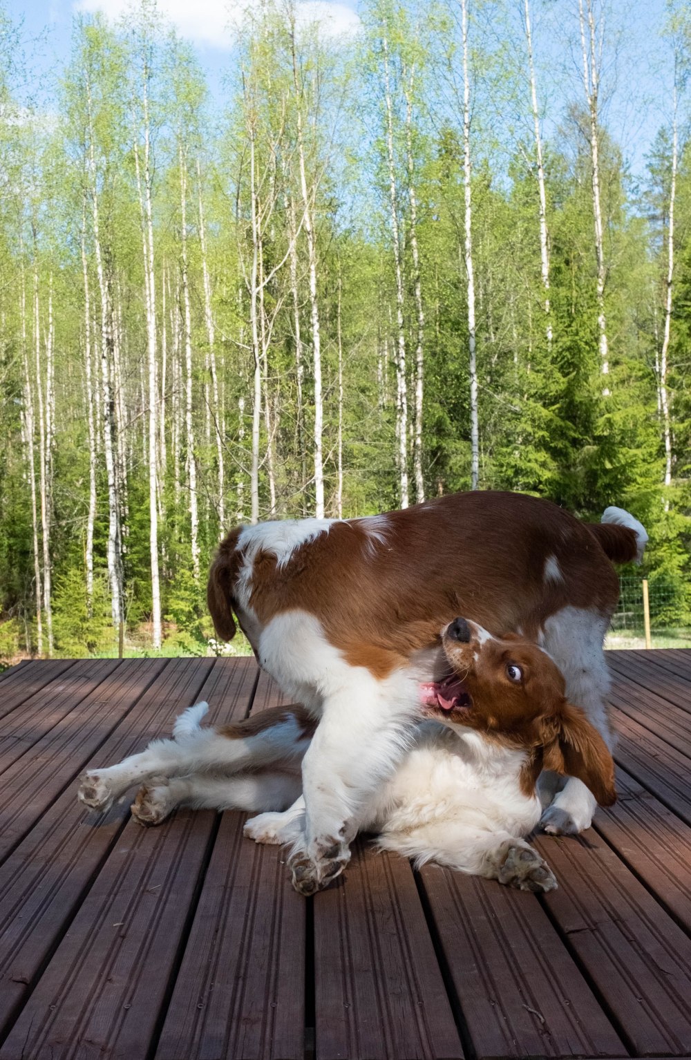 ullaseppo_02_03