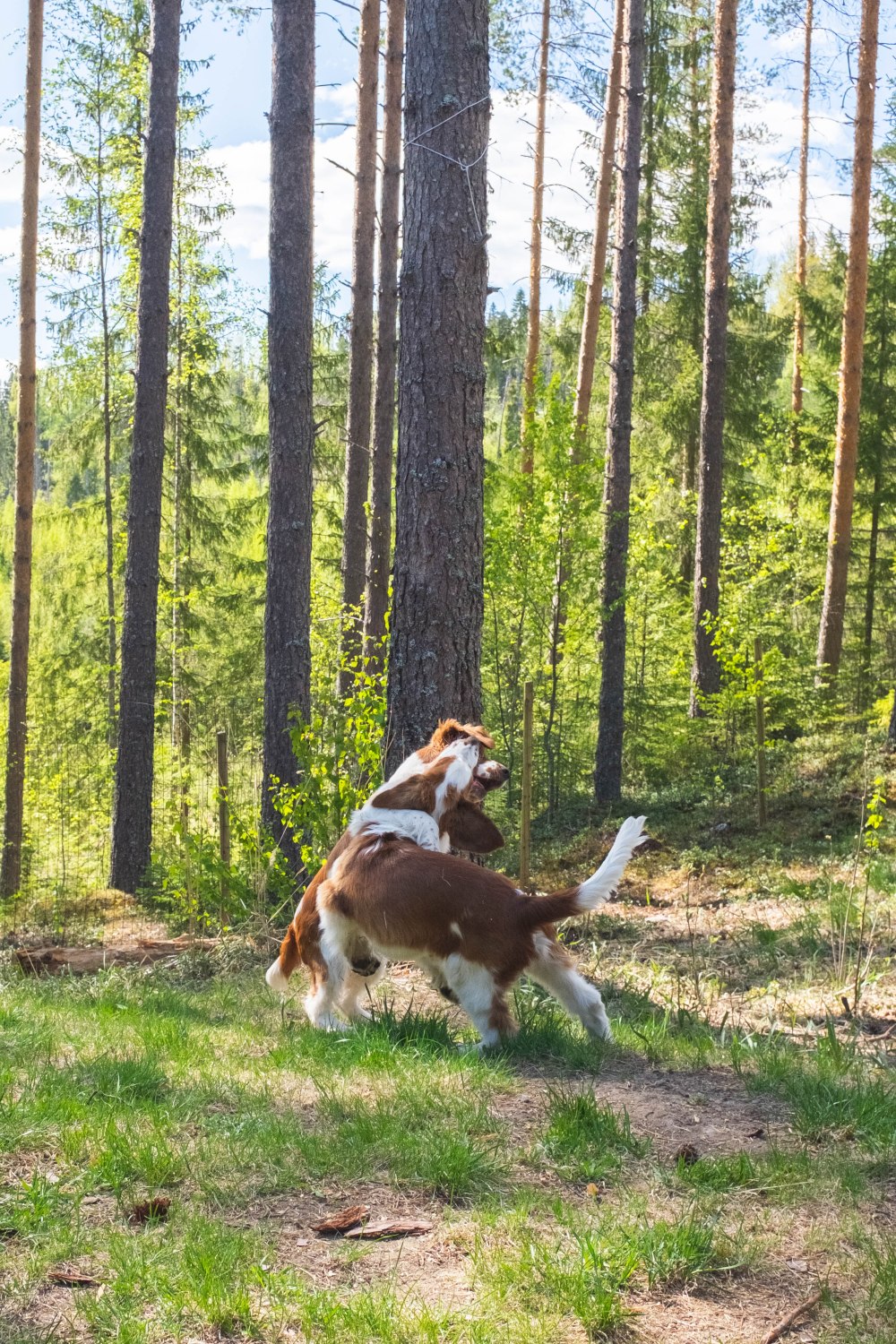ullaseppo_03